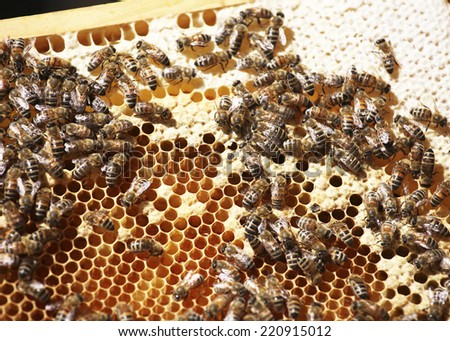 a hive moves on a honeycomb