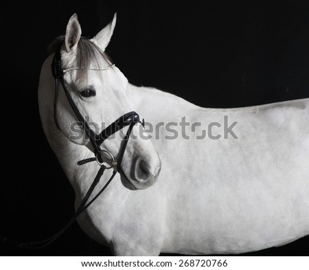 white Holsteiner horse with a bridle in the studio