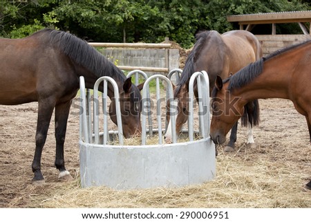 Similar – Image, Stock Photo Three ponies with straw in the head
