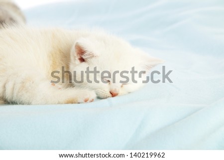 white kitten sleeping on a blanket