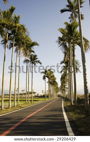A typical Asian landscape.  Palm trees form orderly patterns, rising about rice paddies.  A bicycle path adds a tourist dimension to this picture.