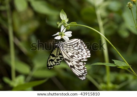 A white and black butterfly feeding on a flower. Butterflies are very common in Taiwan.  There are over 370 species there.