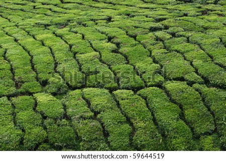 This is a tea plantation in Malaysia, Asia. Tea trees are planted in rows and they produce a lovely lush green on the mountain sides.