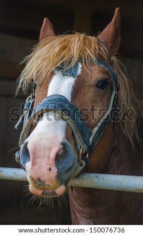 Head of a beautiful brown horse in a stable,