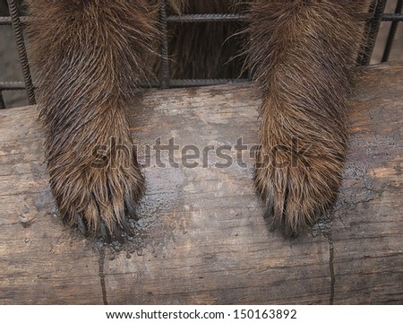 bear paws