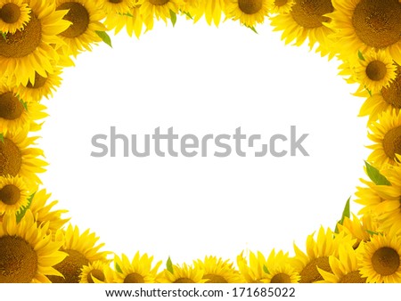 sunflower frame (border) isolated on white