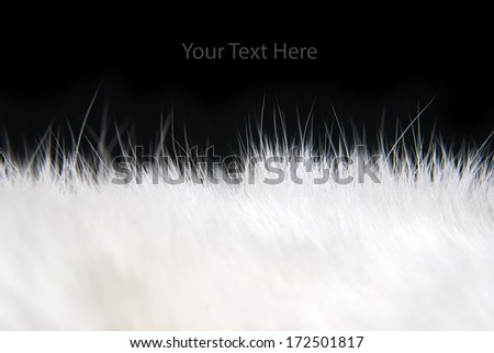 White fur texture Closeup of beautiful. Useful as background