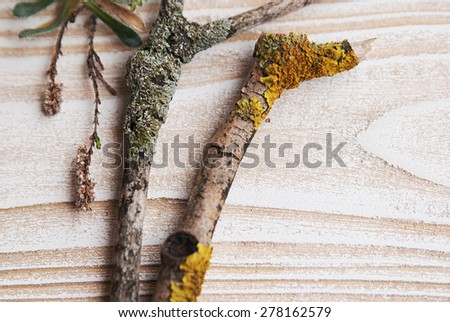 wood stick and plants on the white wood background