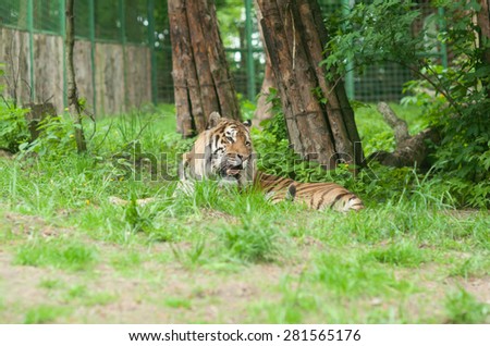 Tiger resting in the green foliage of the zoo