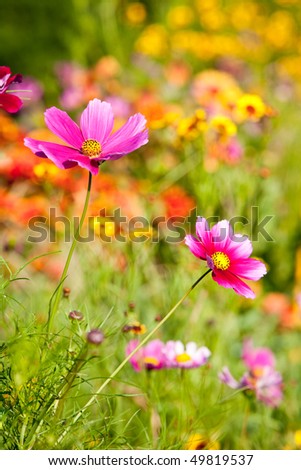 Cosmos and other flowers in a spring garden, Southern France.