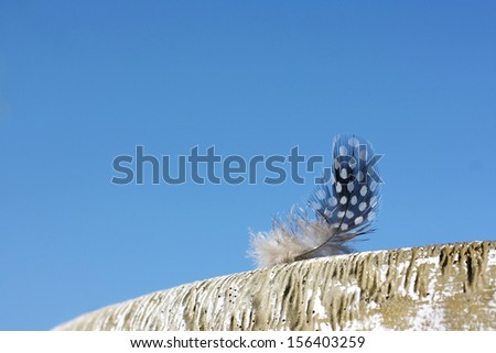 a small white and black polka dotted Downy Woodpecker feather has been left behind on a cement birdbath, with a blue sky background.  Room for text, copy space.