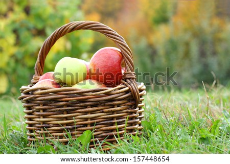 a wicker woven basket full of fresh picked apples at an apple orchard in the autumn
