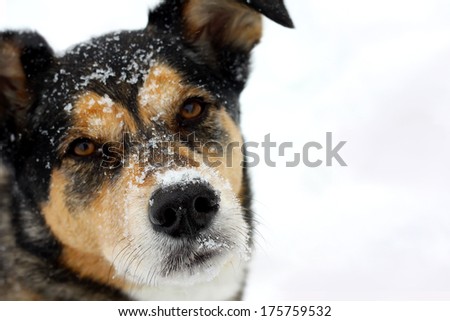 a head and shoulders portrait of a cute German Shepherd Mix Breed dog looking at the camera with snow on his nose and isolated on a snow white background with  copyspace.  Shallow depth of field.