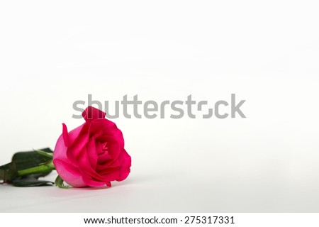 One single pink long stem rose flower is laying isolated in the corner of a plain white background.