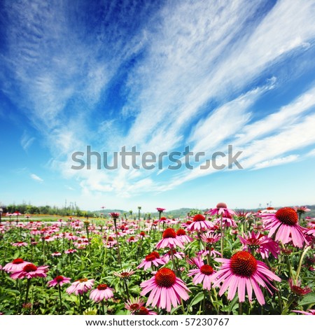 purple cone flower (echinacea) in field with blue sky