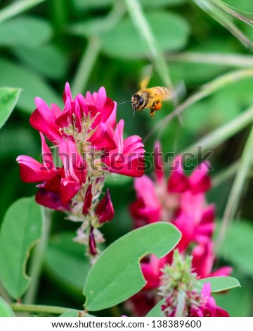 Honey bee flying on sulla flower (scientific name Hedysarum coronarium). Pollen basket on hind leg is full and well rendered.