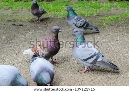 Group of pigeons on the ground