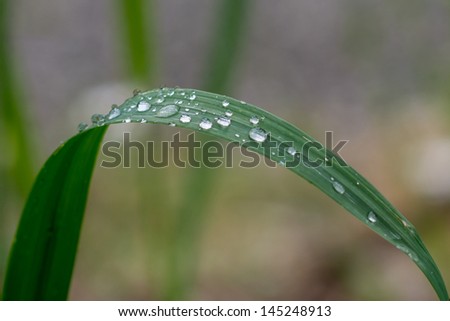 Water drops on single blade of grass