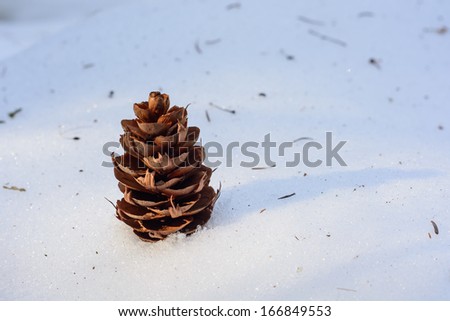 Isolated pine cone on the snow