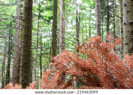 Dried pine branches with forest in background