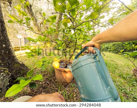 hand watering a plant with watering can. lemon tree. POV Original Point of View. Colors with warm filter.
