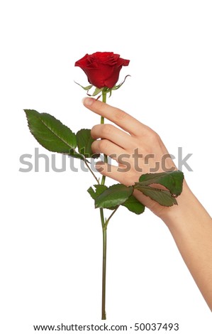 Woman Holding Rose In The Hand As A Gift Stock Photo 50037493 ...