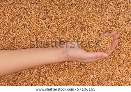 The businesswoman holds the grain for evaluating quality of the crop wheat