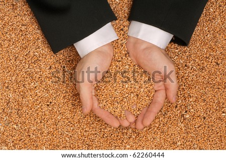 The businessman holds the grain for evaluating quality of the crop wheat