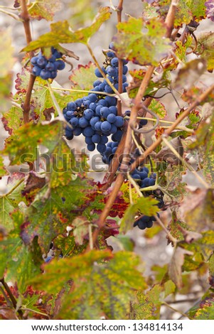 Grapes. Wine. France