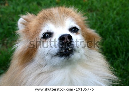 Pomeranian with crooked teeth