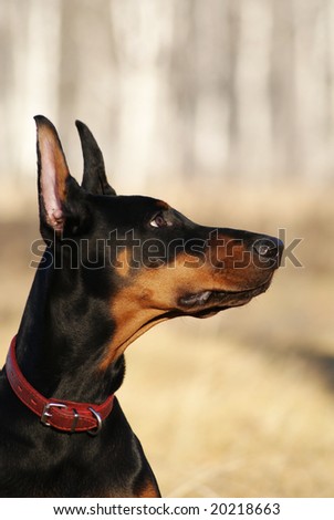 Doberman puppy portrait with forest on background