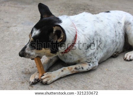 Close up thai dog with bone