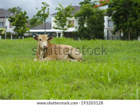 Thai cows in field at thailand