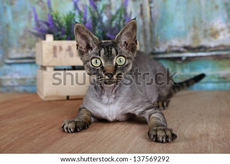 Devon Rex Cat