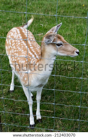 A deer in wildlife sanctuaries