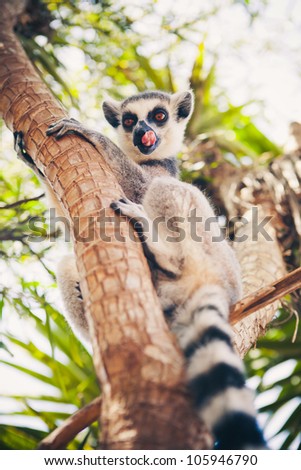 Ring-tailed lemur on the tree