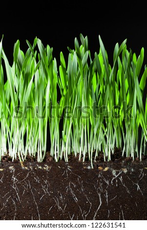 oat grass and roots in soil cross-cut section