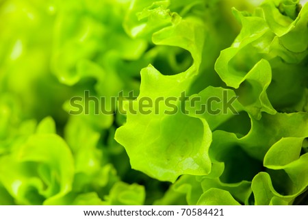 fresh green lettuce salad closeup