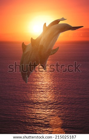 group of jumping dolphins at sunset