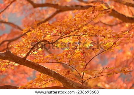 Red maple leaves in Japan (Nature background)