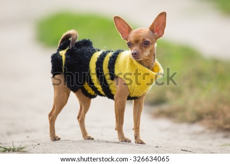 Little dog in clothes stands on the background of green field
