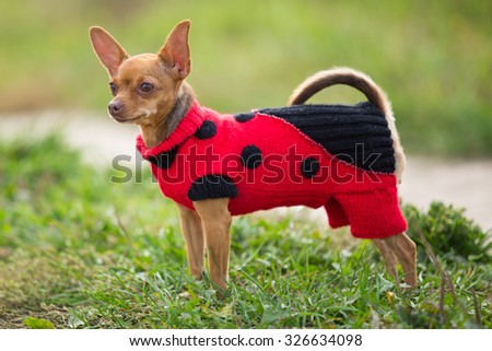 Little dog in clothes stands on the background of green field
