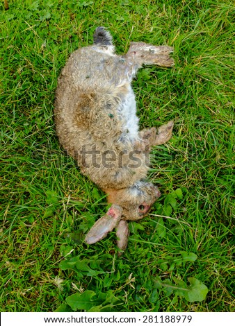 A dead european rabbit (Oryctolagus cuniculus) carcass covered by green bottle blow flies. 14th August 2014, in Nottinghamshire, England.