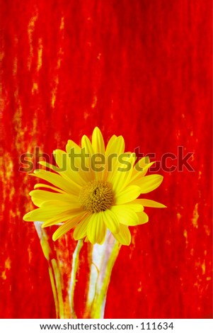 Yellow Daisy on Red Art Background