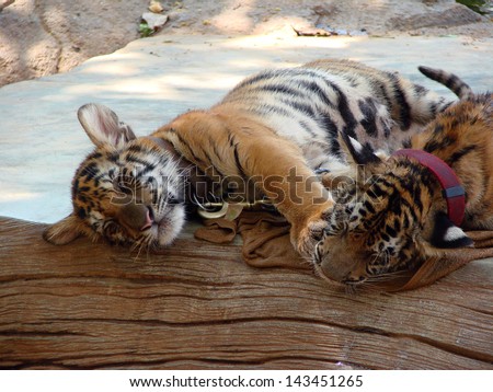 Tiger cubs are sleeping and playing. The picture was taken in the Tiger Temple, Thailand