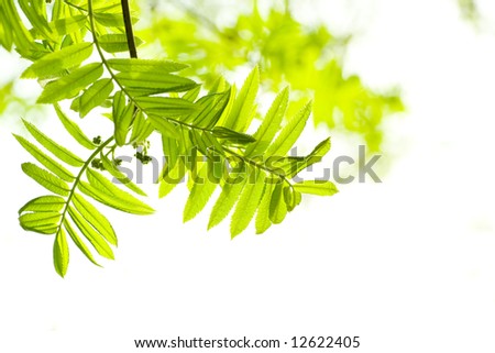 Fresh mountain ash leaves in forest. Selective focus. Close up.