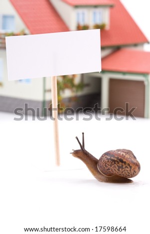 Garden snail and miniature house on a white background. Buying house concept