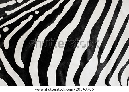 balck and white zebra natural fur background