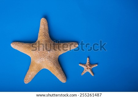 starfish family blue background big and small. ocean colors and summer theme