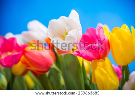 spring flowers colorful tulips bouquet present for holidays mother day easter valentines